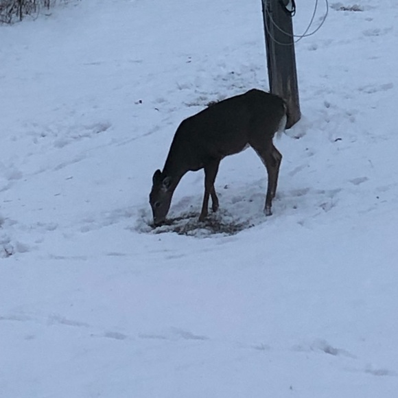 Meet your Posher, Emma - Picture 1 of 1